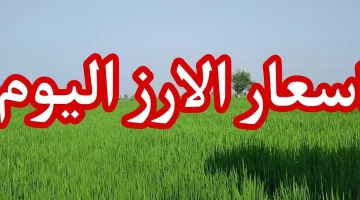 وصلت كام؟ .. سعر طن الأرز الشعير والسلع الأساسية اليوم الأربعاء 23 أكتوبر 2024 في الأسواق المصرية