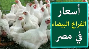 “بكام النهارده” أسعار الفراخ البيضاء اليوم الأربعاء الموافق 23 اكتوبر 2024 للمستهلك في المحلات التجارية